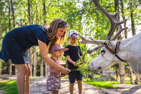 Vanuit Rovaniemi: Rendierboerderij bezoeken met arrensleetocht