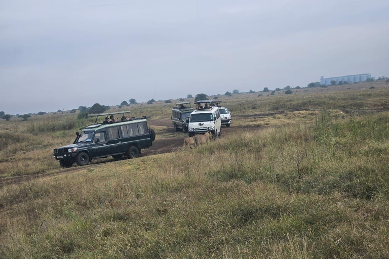 Parc national de Nairobi : promenade nocturne avec prise en charge gratuite