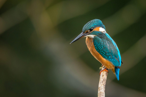 Parque Nacional de Carara: Melhor Tour Parque Nacional de Carara - Um dia