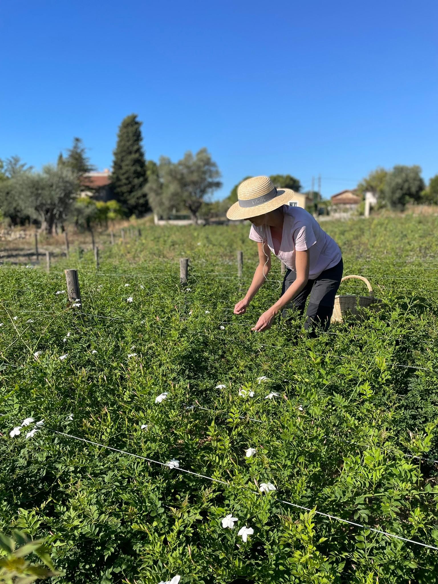 Grasse: Jasminpflücken im Herzen eines außergewöhnlichen Anwesens