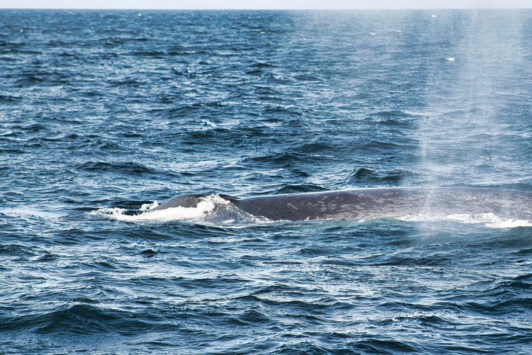 Húsavík: Whale Watching Tour with Heated Indoor Seating