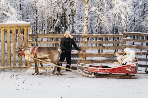 Rovaniemi: Schneemobil-Safari, Rentier- und Huskyfarm