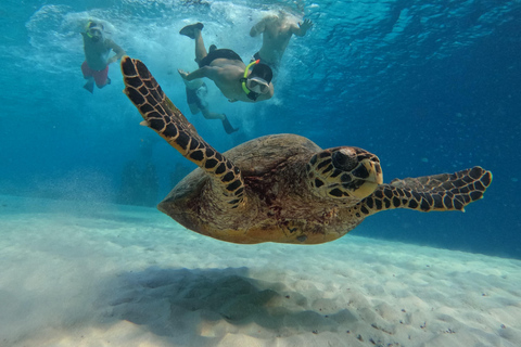 Snorkeling Trip Gili Trawangan Private Glass Bottom Boat