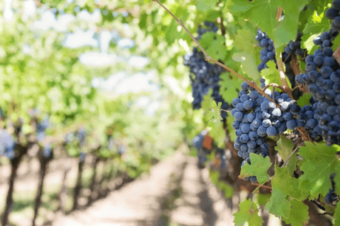 Leon : Visite de Viñedo Tierra de Luz avec dégustation de vins