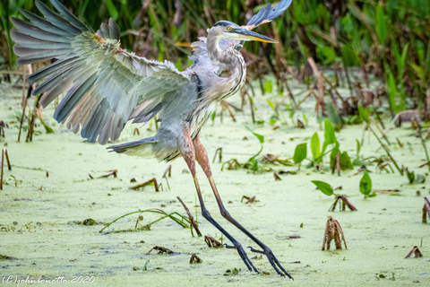 Orlando Bird Nerd Tour: Birding Kayak Tour Orlando Bird Nerd Tour: Long Birding Kayak Tour