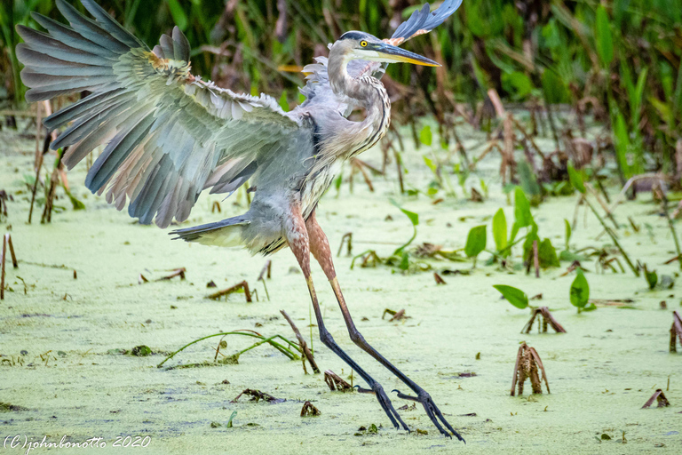 Orlando Bird Nerd Tour: Birding Kayak Tour Orlando Bird Nerd Tour: Long Birding Kayak Tour