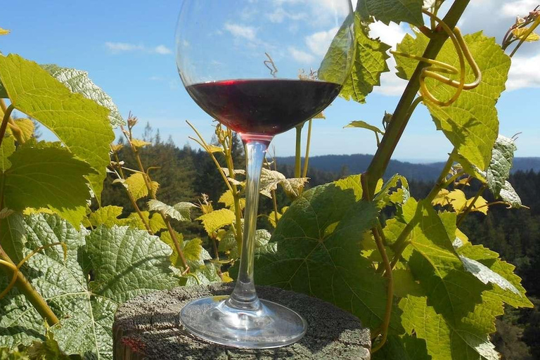 Paphos: Private Wine Tour with Tastings and Winery Visits