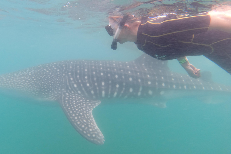 Small group Whale Shark snorkeling in La Paz, BCS, Mexico
