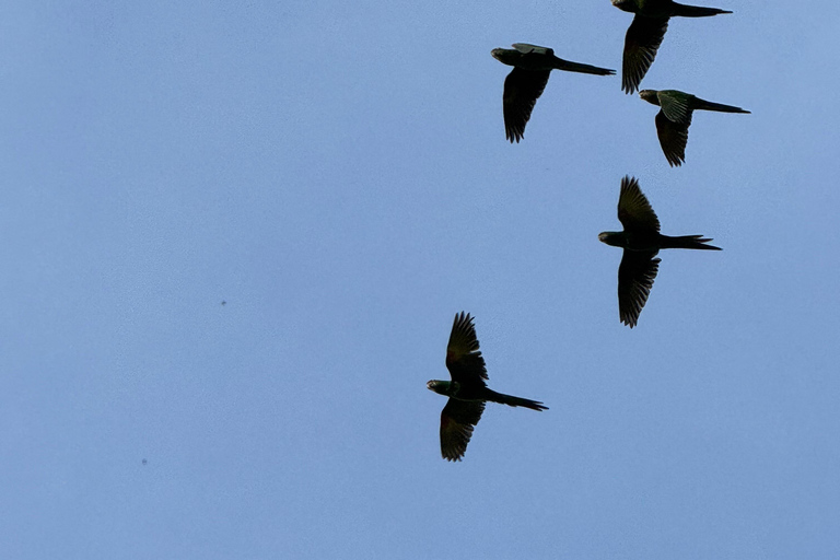 Birdwatching Tour At Poço Preto Trail