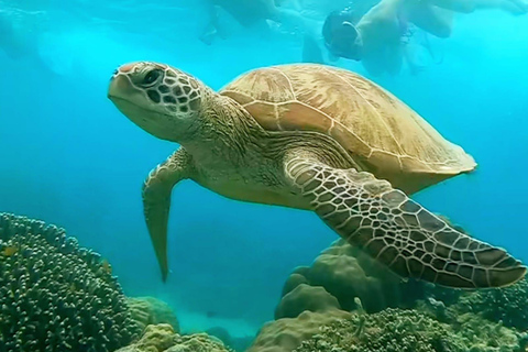 Bali: Gili Island Snorkeling Tour Include Fast Boat Go/Back