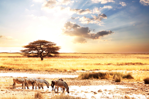 7-tägige Budget-Camping-Safari in Tansania7-tägige günstige Camping-Safari in Tansania