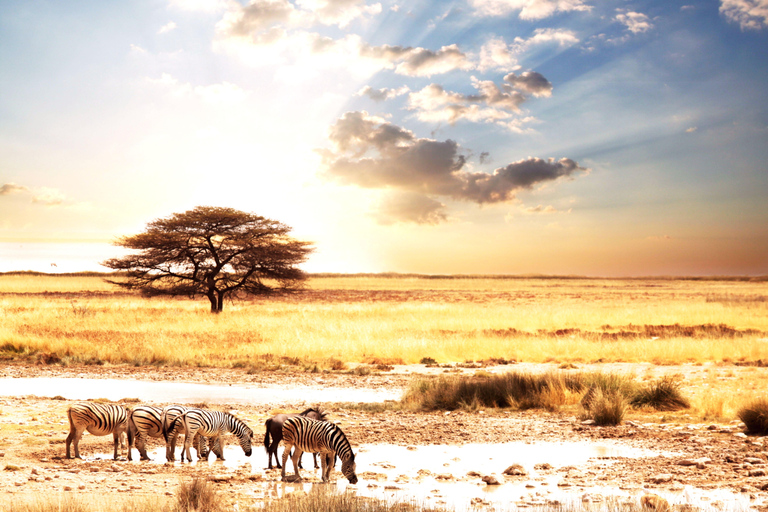 7-tägige Budget-Camping-Safari in Tansania7-tägige günstige Camping-Safari in Tansania