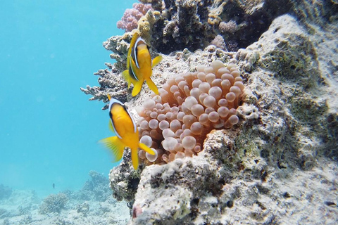 From Sharm: Luxury Diving cruise to Ras Mohammed with Lunch 1 professional dive with pickup and lunch