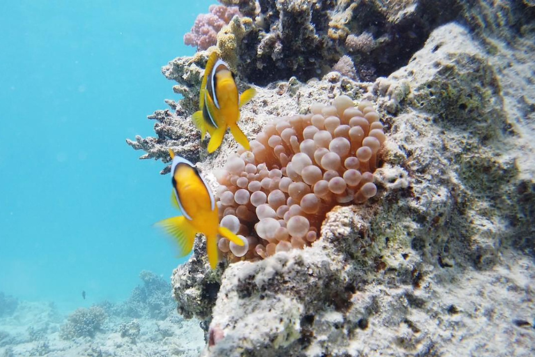 From Sharm: Luxury Diving cruise to Ras Mohammed with Lunch 1 professional dive with pickup and lunch