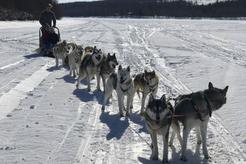 Rovaniemi: Husky Experience and Sled Ride with Pro Photos