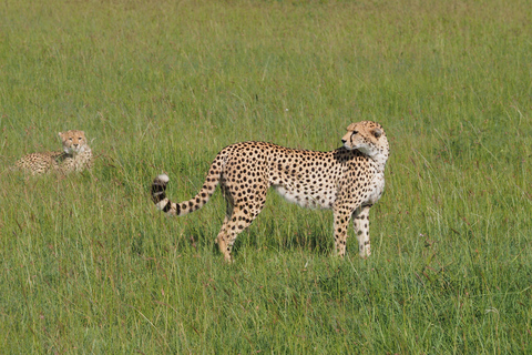 Safári de 2 dias e 1 noite em Tsavo East saindo de Diani/Mombasa