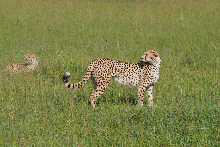 3 dagar Tsavo East och Saltlick safari från Diani / Mombasa