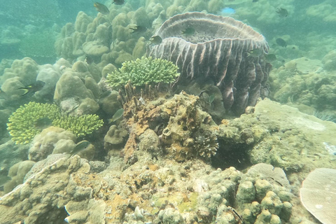 كرابي: غروب الشمس في 7 جزر والسباحة في العوالق مع عشاء شواء