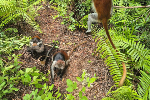 Zanzibar: Spice Farm, Stone Town or Jozani Forest with lunch Spice Farm Experience with lunch – (No Transport)