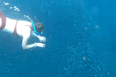 宿务：跳岛游佩斯卡多尔岛、沙丁鱼游和海龟天堂