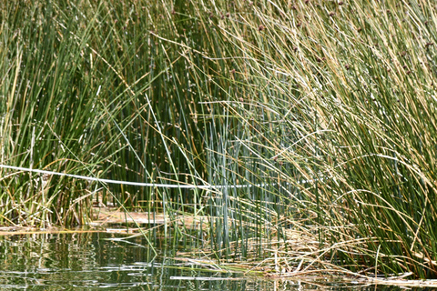 Yanico: Vogels kijken en lunchpakket.