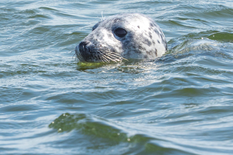 Rügen: Boat Tour to Greifswalder Oie – The Heligoland of the Baltic Sea Greifswader Oie