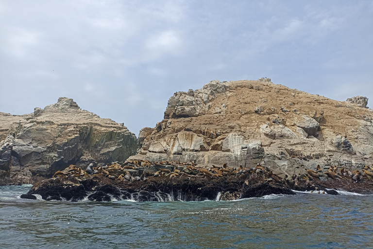 Tour des îles Palomino