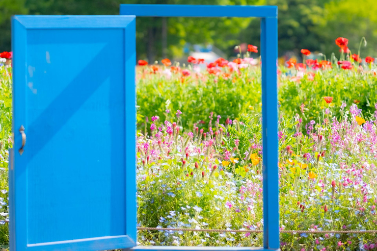 Tokyo Cherry Blossom Tour: Showa Kinen, Rikugien & Asukayama Cherry Blossom Group Tour with Shinjuku Meeting Point