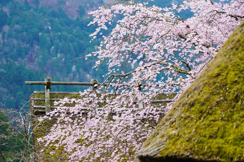 Osaka: Amanohashidate, Ine Hunaya, Miyama-dorp 1 dagtrip