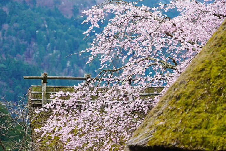 Osaka: Amanohashidate, Ine Hunaya, Miyama-byn Dagsutflykt