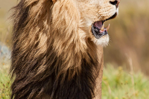 1-tägige private Safari zum Lake Manyara National Park
