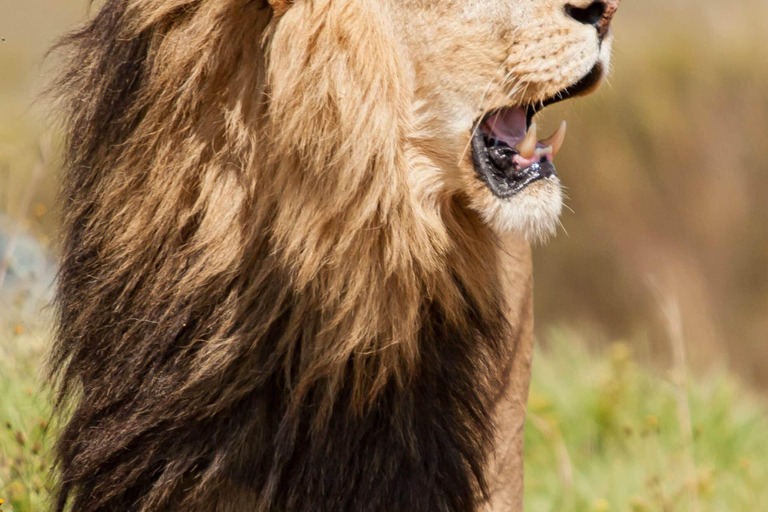 1-tägige private Safari zum Lake Manyara National Park
