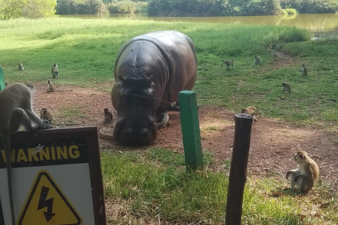 Mombasa: Private City Tour with street food and Haller Park