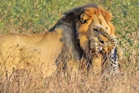 Pilanesberg full safari including lunch and transportation