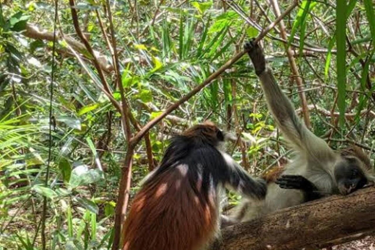 Zanzibar: Mnemba Dolphin, Jozani Forest & Turtle Sanctuary Private Tour without Hotel transfer