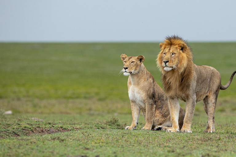 Zanzibar: 2-daagse safari naar het nationale park Tarangire