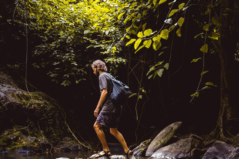 Khao Sok: Día de senderismo privado, cena en la selva y safari nocturno