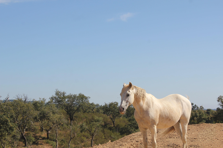 Costa Alentejana: Horse tour in Serra de Grândola