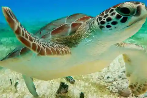 Turtle & Cenote Express (Included Transportation)