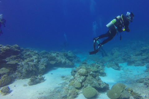 Punta Cana: Dive the Coral Paradise of Catalina Island