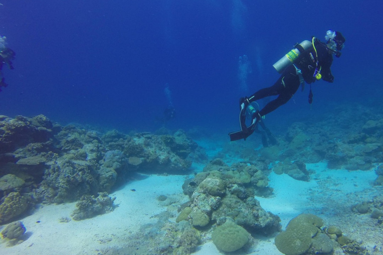 Punta Cana: Dive the Coral Paradise of Catalina Island