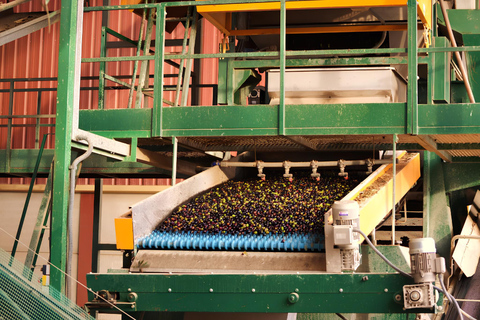 Visit an almazara + extra virgin olive oil tasting: Baeza