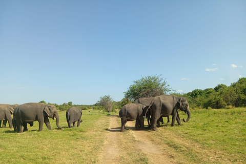 Parc national de Minneriya : Safari d&#039;une demi-journée le matin ou le soir