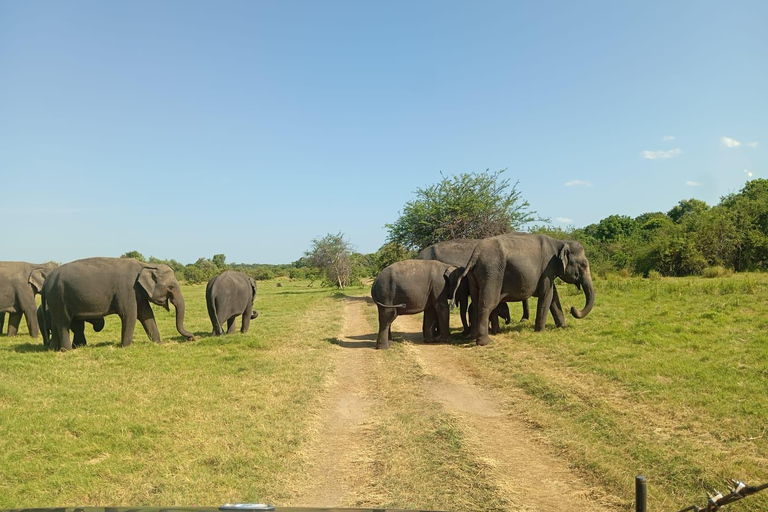 Minneriya National Park: Halvdagssafari morgon eller kväll