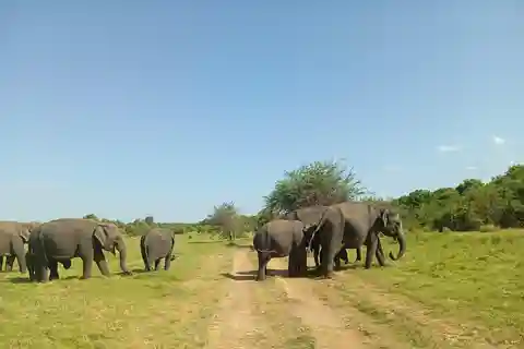 Minneriya National Park: safari van een halve dag 's ochtends of 's avonds