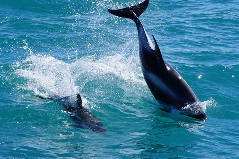 Vanuit Reykjavik: Whale Watching Trip per speedbootVanuit Reykjavik: walvissafari per speedboot