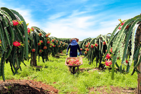 Mui Ne: Ta Cu Mountain Half A Day Tour with Local Guide Amazing Ta Cu Mountain Tour with local guide and Cable Car