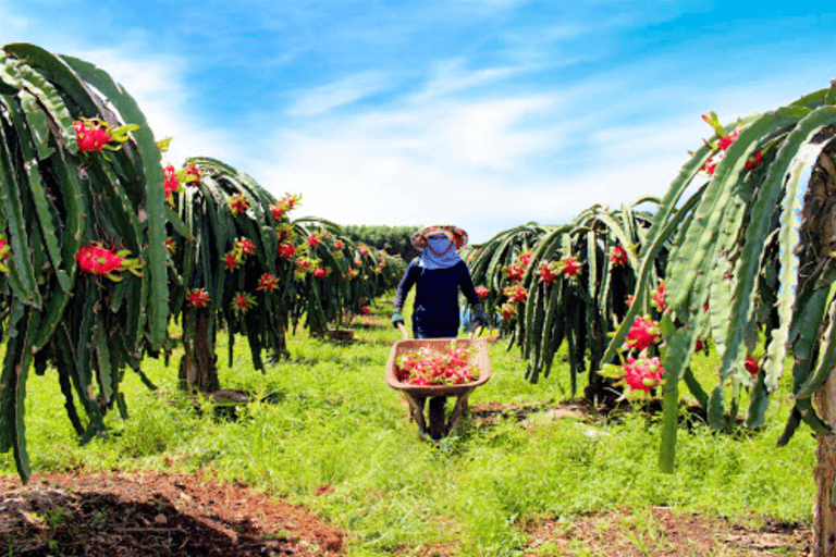 Mui Ne: Ta Cu Mountain Half A Day Tour with Local Guide Amazing Ta Cu Mountain Tour with local guide and Cable Car