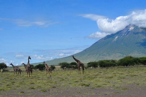 Ol Doinyo Lengai Övernattning och soluppgångsvandringOl Doinyo Lengai