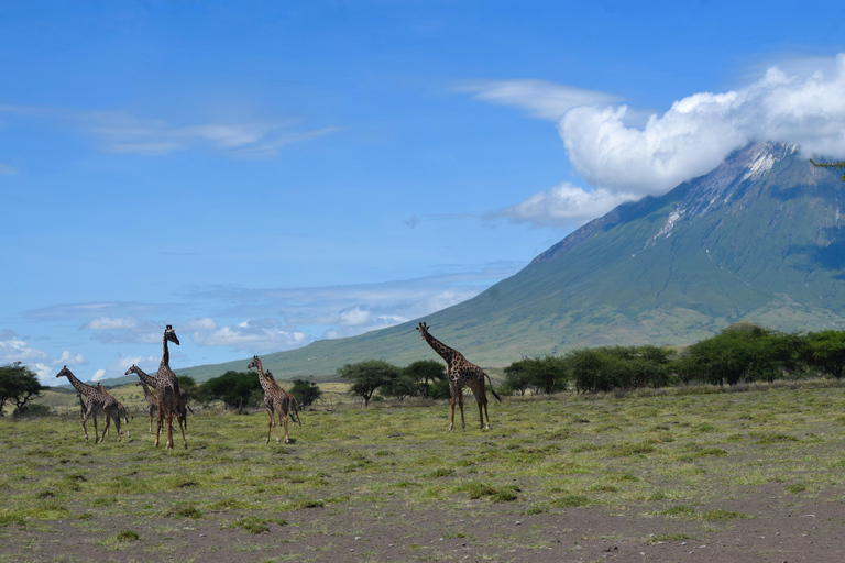 Ol Doinyo Lengai Övernattning och soluppgångsvandringOl Doinyo Lengai